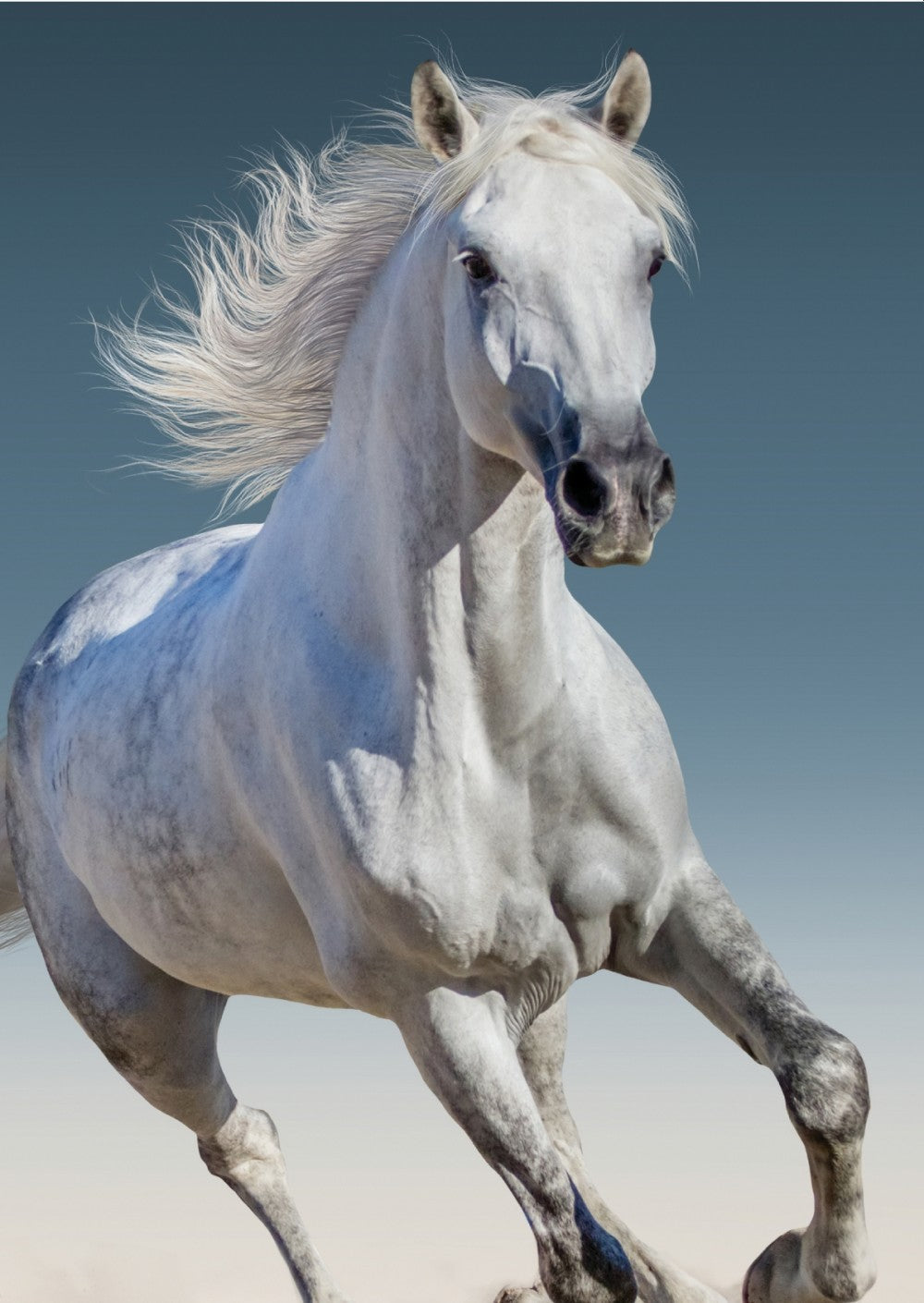 Odeja Horses