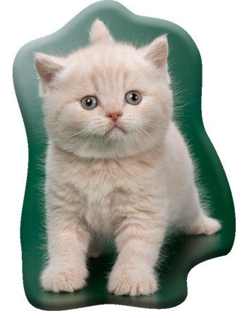 Okrasna blazina Cat Creamy Whiskers