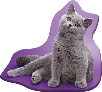 Okrasna blazina Cat Grey